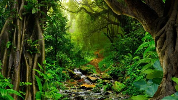 جنگل بارانی آمازون