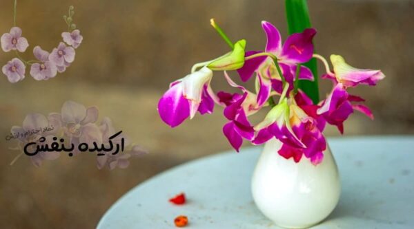 گل ارکیده بنفش از بهترین گل برای هدیه به استاد