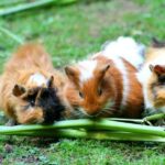 خوکچه هندی نجس