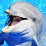 کدام حیوان نیم ساعت میخوابد